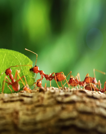 הדברת נמלים