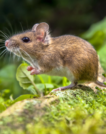 טיפול במכרסמים 