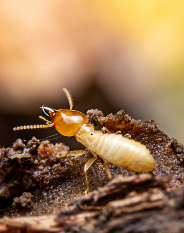 הדברת ג’וקים ותיקנים