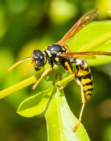 טיפול בצרעות ודבורים