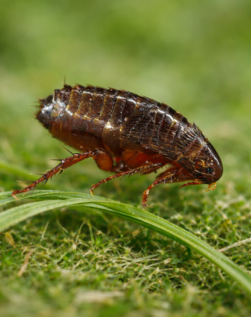 הדברת פרעושים וקרציות